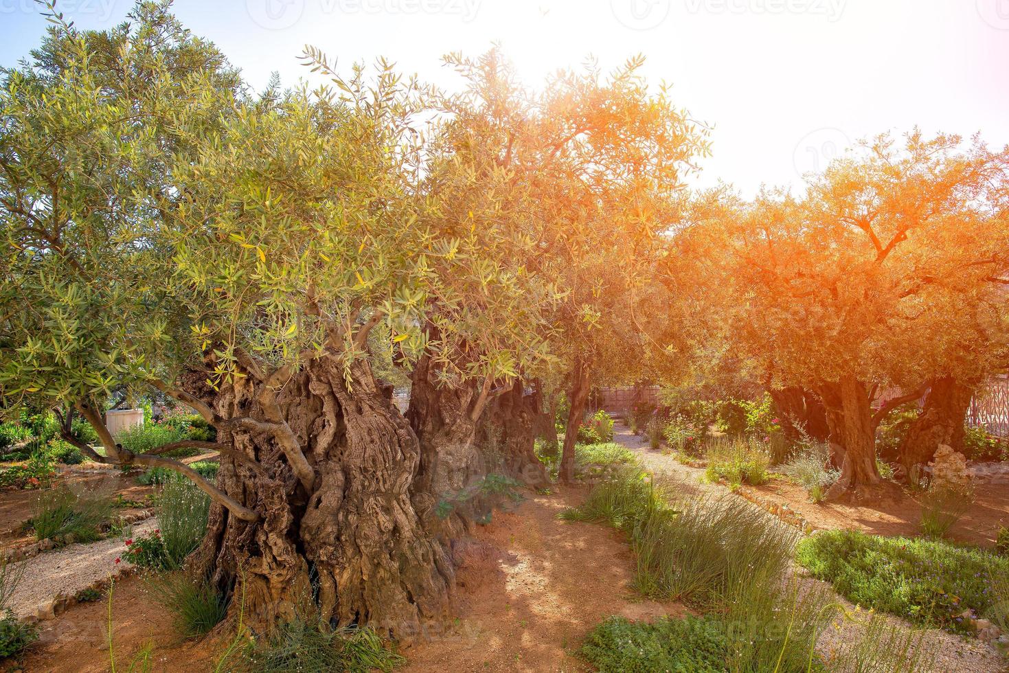 1469x980 Garden of Gethsemane olive orchard
