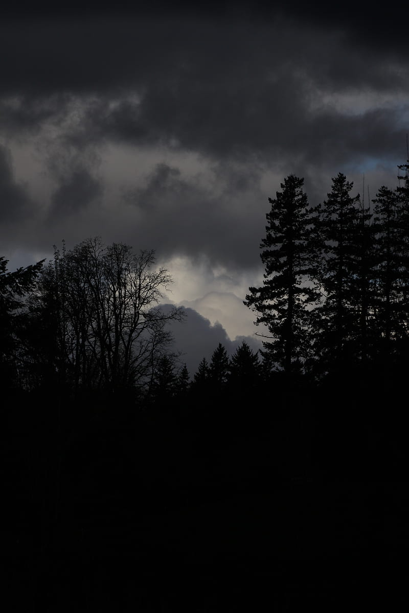800x1200 Forest, dark, gloomy, HD phone wallpaper