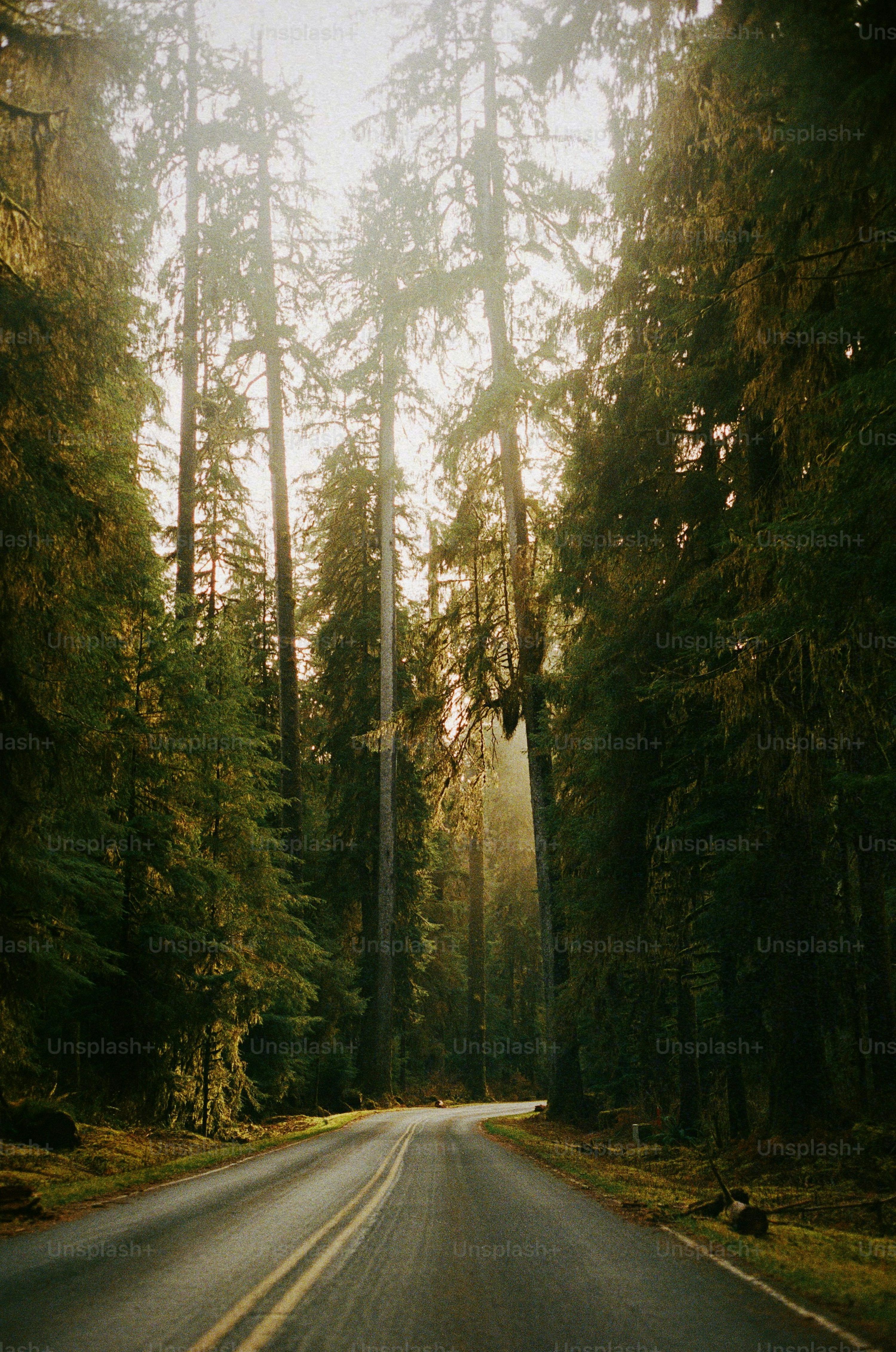 3000x4525 Nature Quotes Picture. Download Free Image