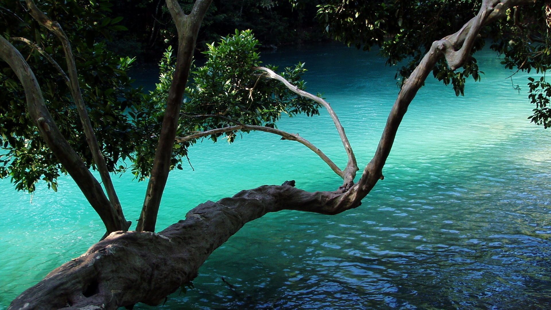 1920x1080 Amazing Nature Wallpaper 1920x1080 56457