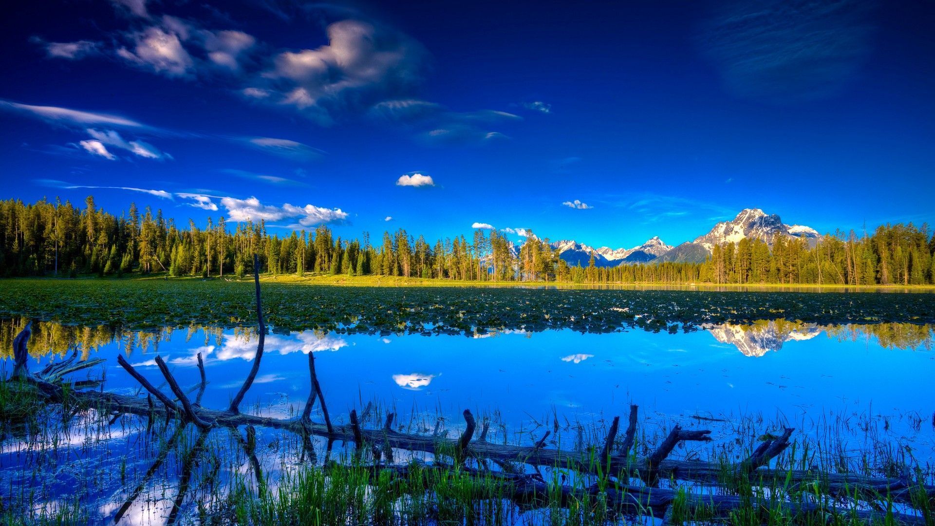 1920x1080 Landscape, Flowers, Field, Nature Background Image, 10 Wallpaper Download Wallpaper & Background Download