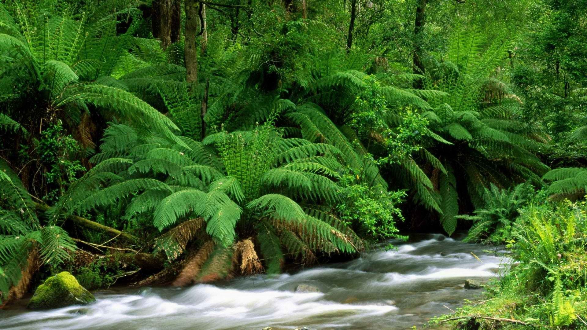 1920x1080 nature, Streams, Australia, Ferns, National, Park Wallpaper HD / Desktop and Mobile Background