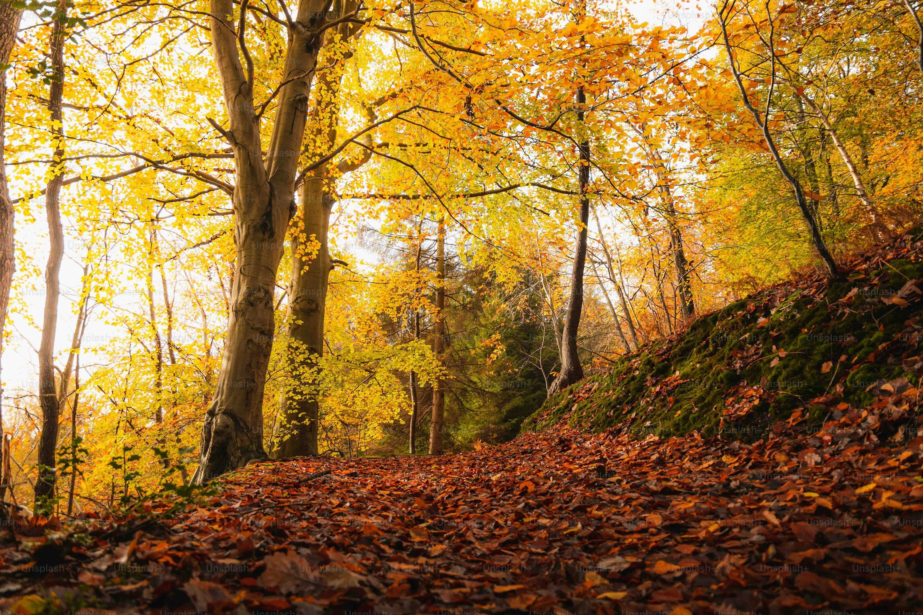 3000x2000 Nature Wallpaper: Free HD Download [4K]