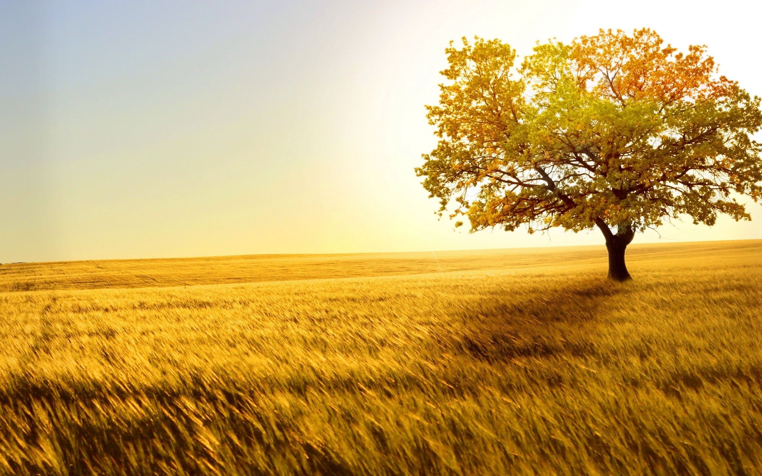 2560x1600 HD Nature Wallpaper
