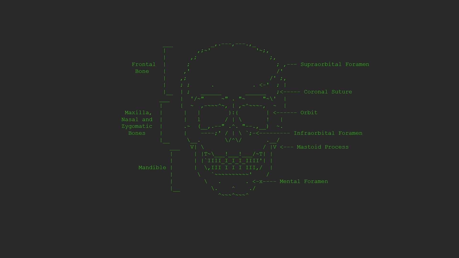 1920x1080 ASCII art, minimalism, skull, HD Wallpaper
