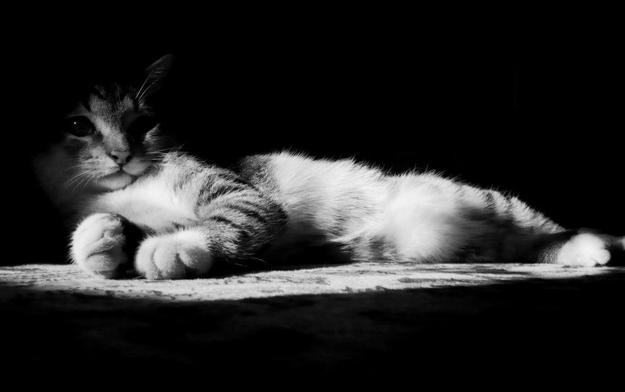 1280x804 Lazy Kitten in Black and White wallpaper. Lazy Kitten in Black
