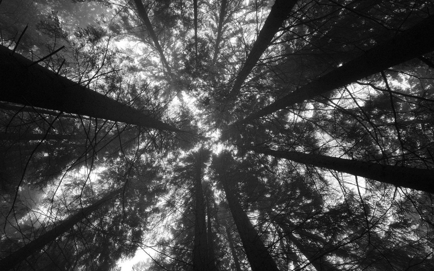 1440x900 Forest Perspective Black and White. WallpaperWebs. Desktop