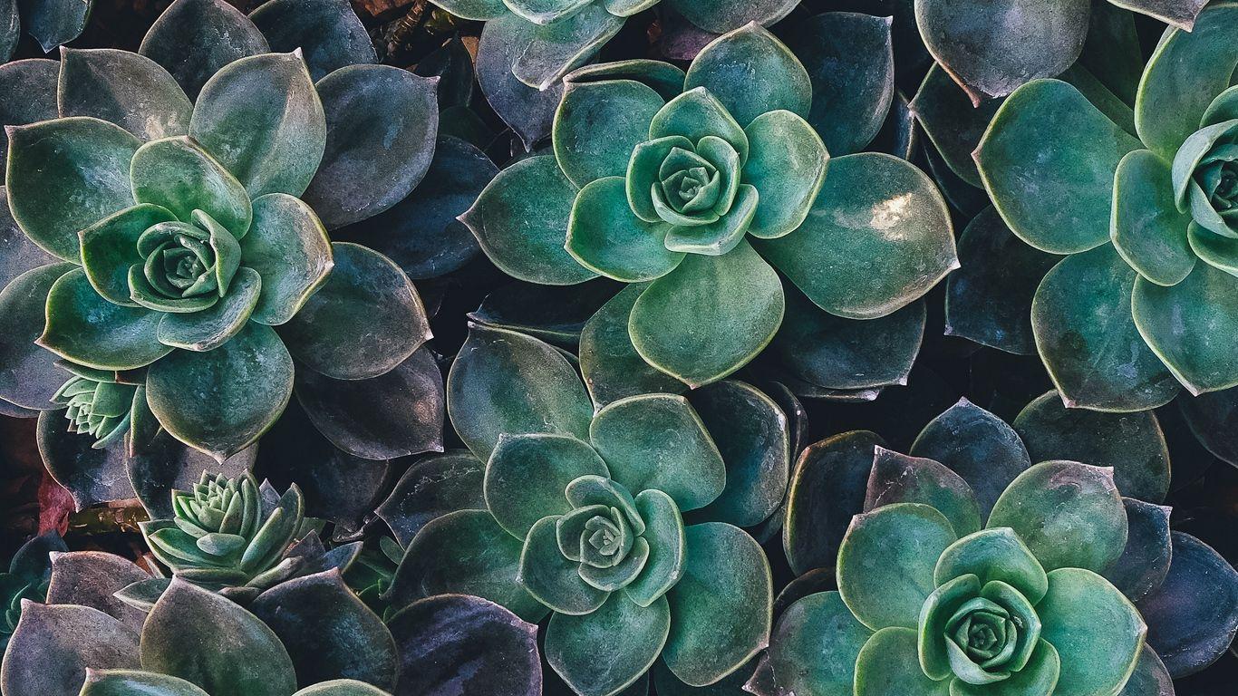 1366x768 Download wallpaper 1366x768 echeveria, succulents, plant tablet