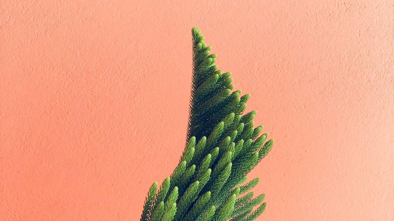 1366x768 Download wallpaper 1366x768 plant, needles, branches, minimalism