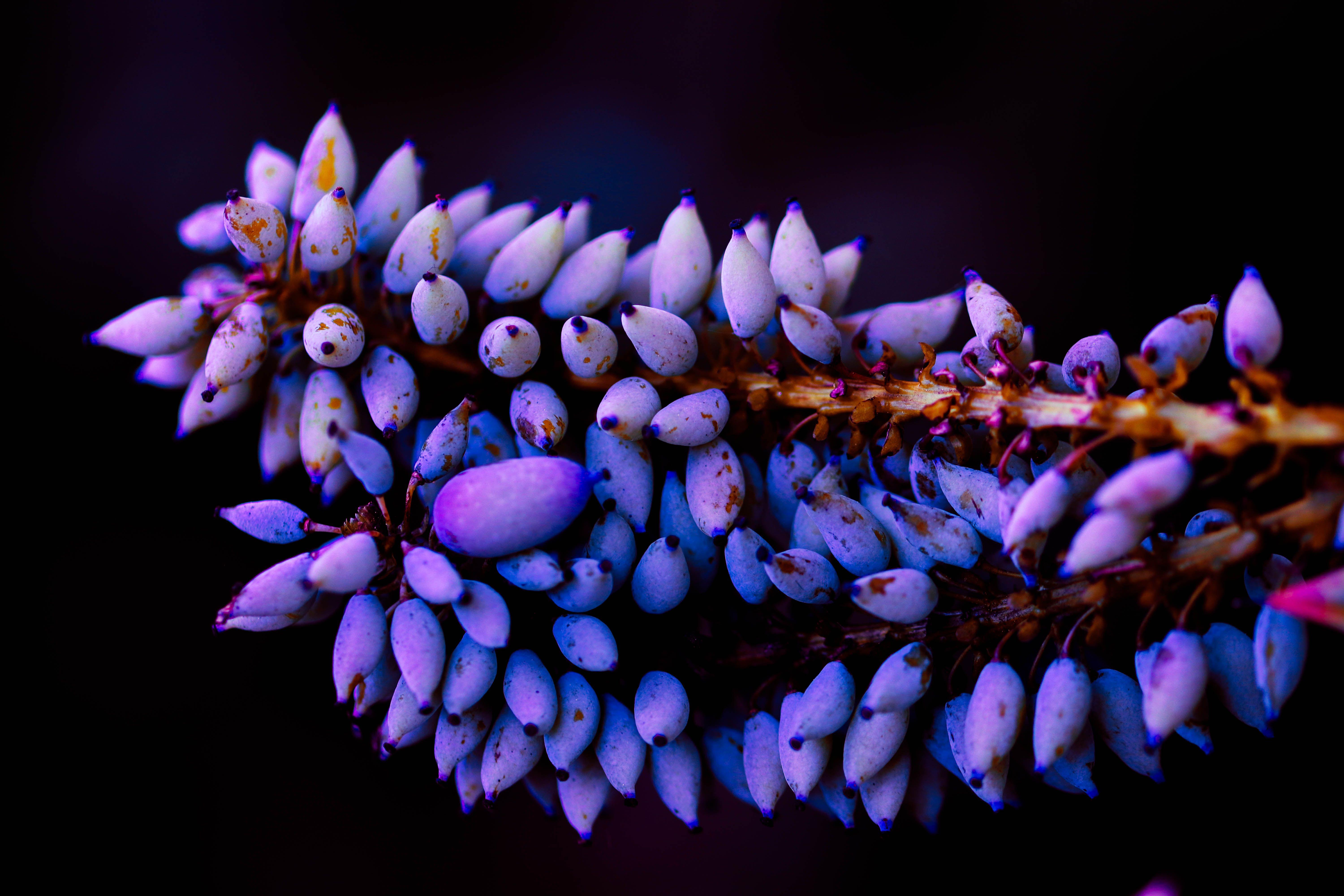 Plants Laptop Wallpapers - Top Free Plants Laptop Backgrounds ...