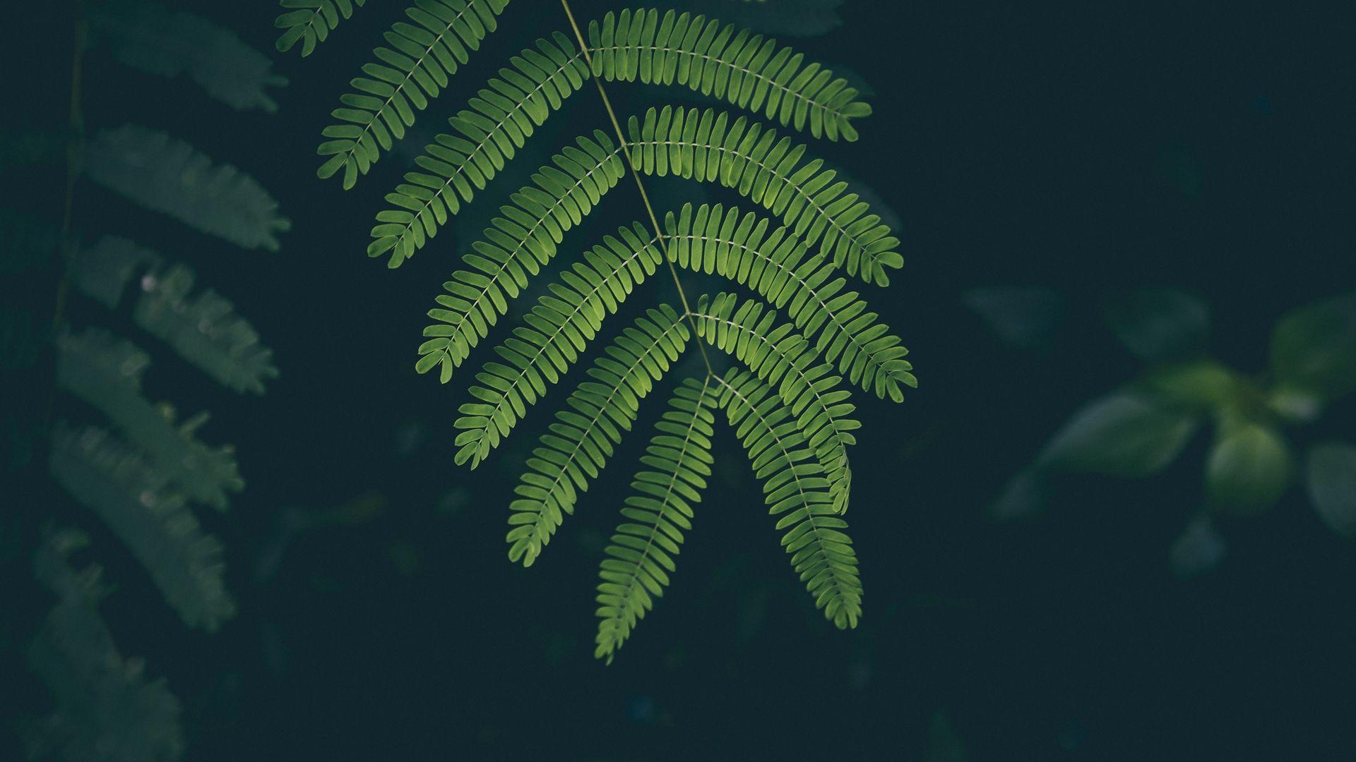 1920x1080 Wallpaper Fern, Leaf, Plant, Green Wallpaper HD For Laptop