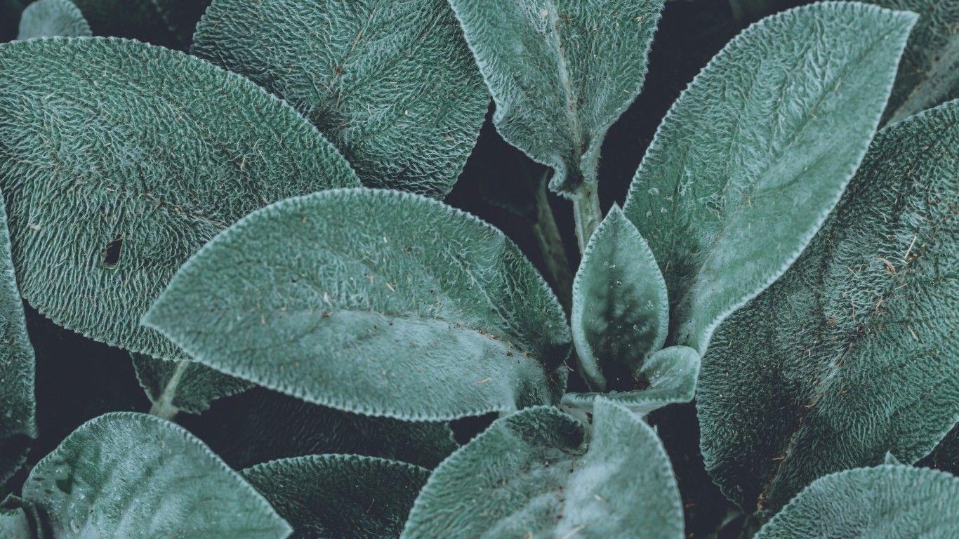 1366x768 Download 1366x768 Leaves, Macro, Fresh, Plants Wallpaper