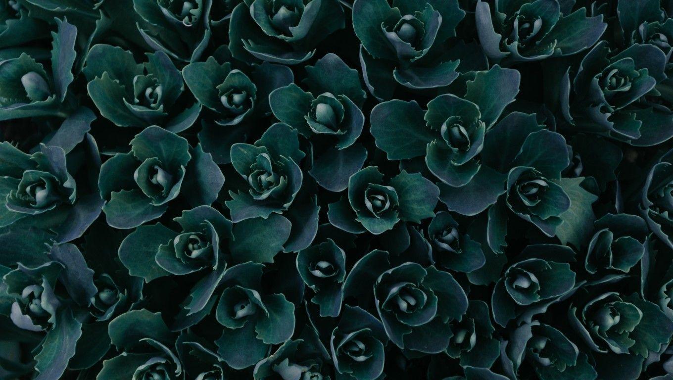 1360x768 Dark Green Plants Abstract 5k Laptop HD HD 4k Wallpaper