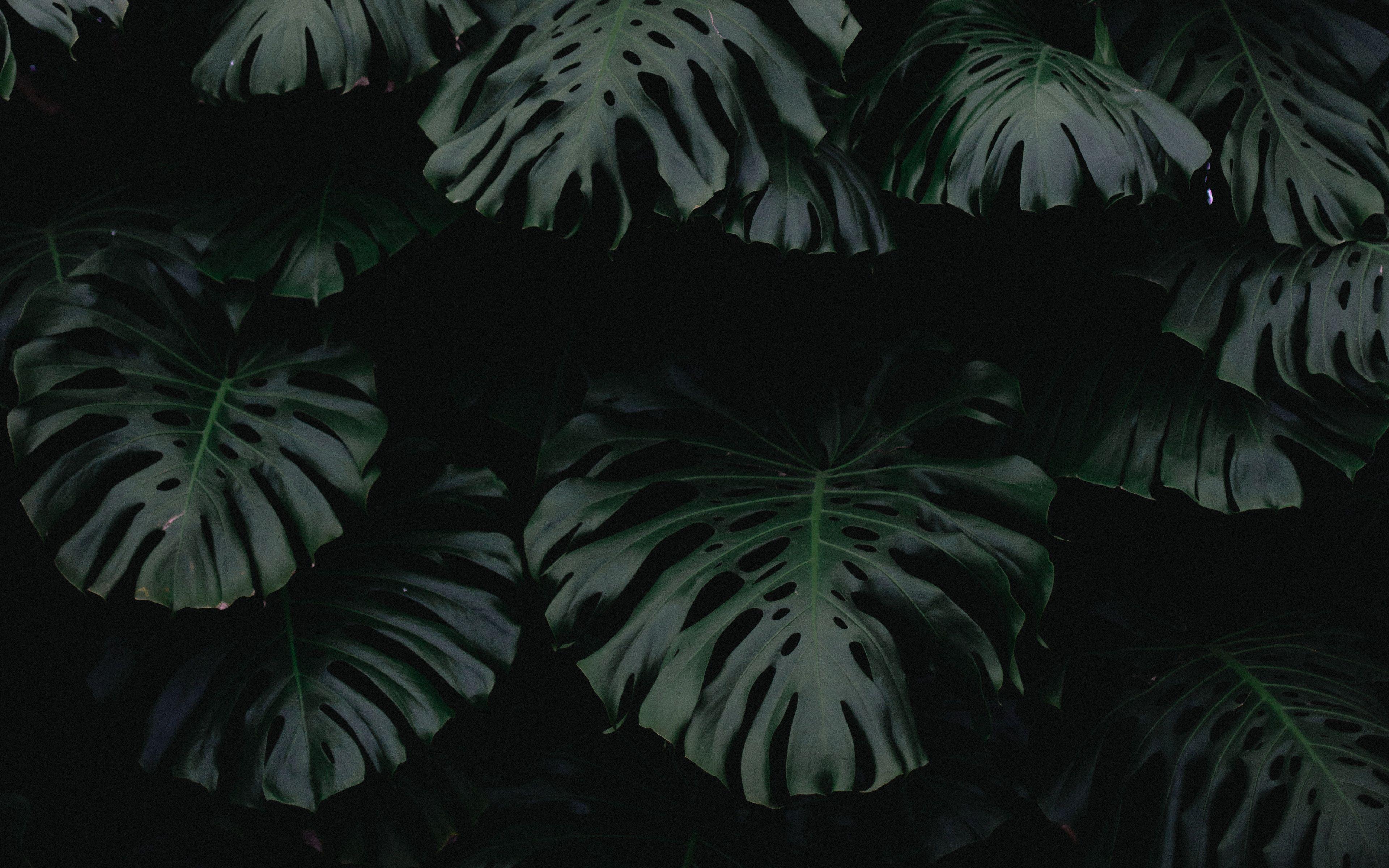 3840x2400 Download Wallpaper Plant Wallpaper
