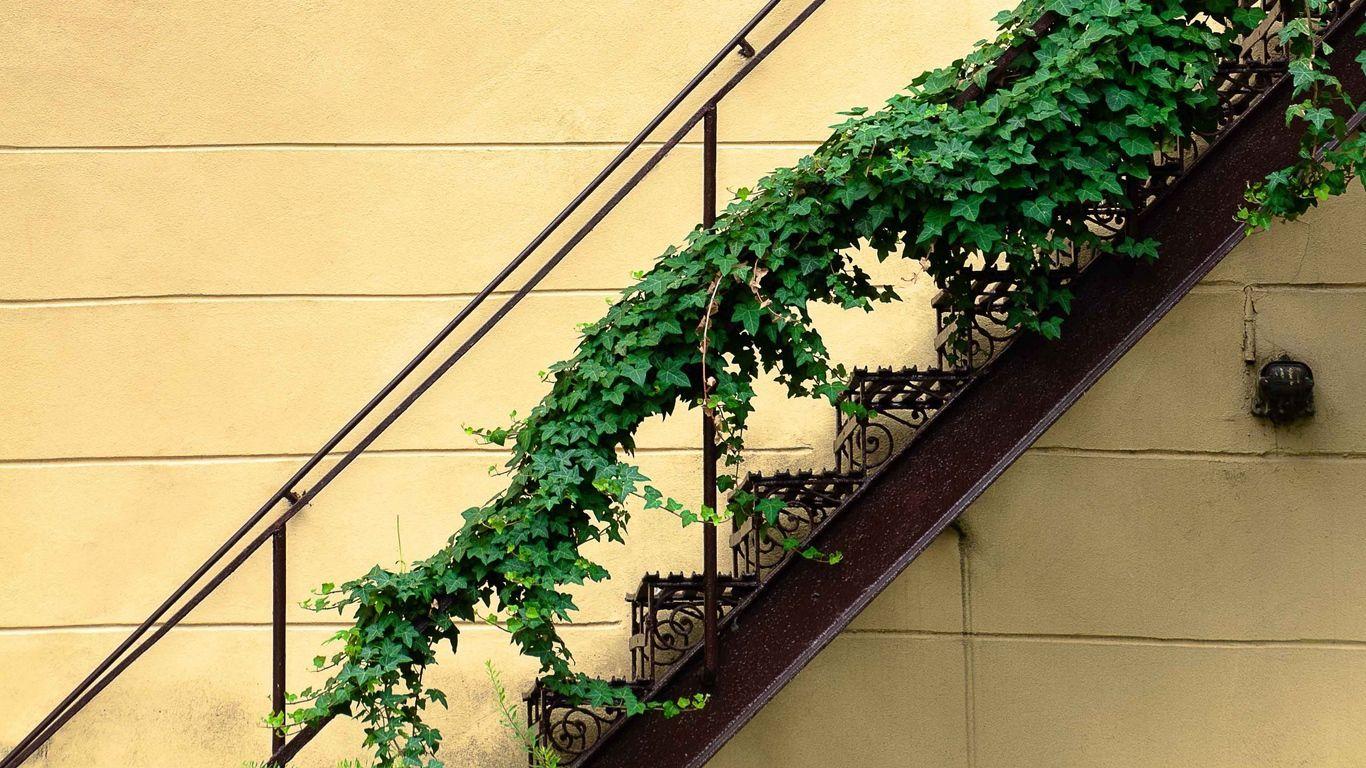 1366x768 Download wallpaper 1366x768 stairs, plant, wall, minimalism tablet
