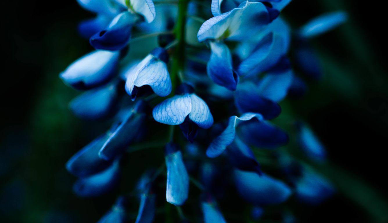 1336x768 Macro Plants HD Laptop Wallpaper, HD Macro 4K Wallpaper