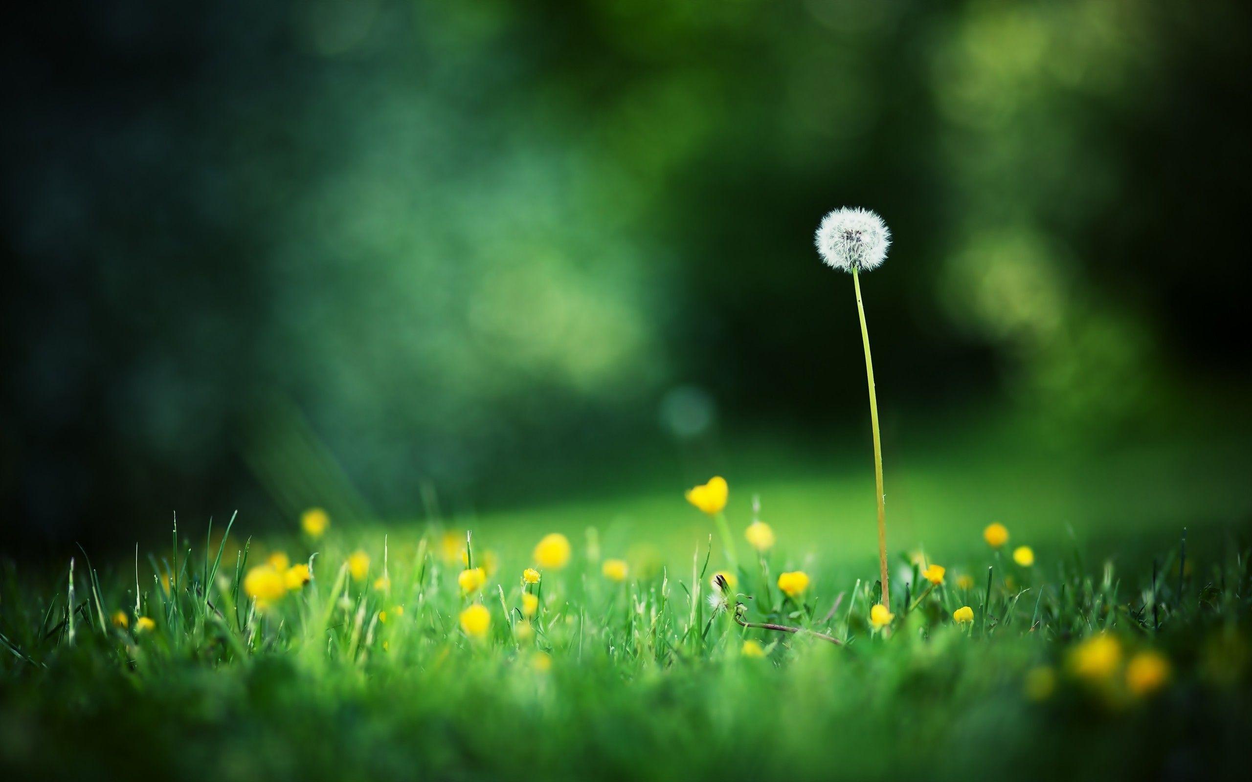 2560x1600 HD Grass Wallpaper