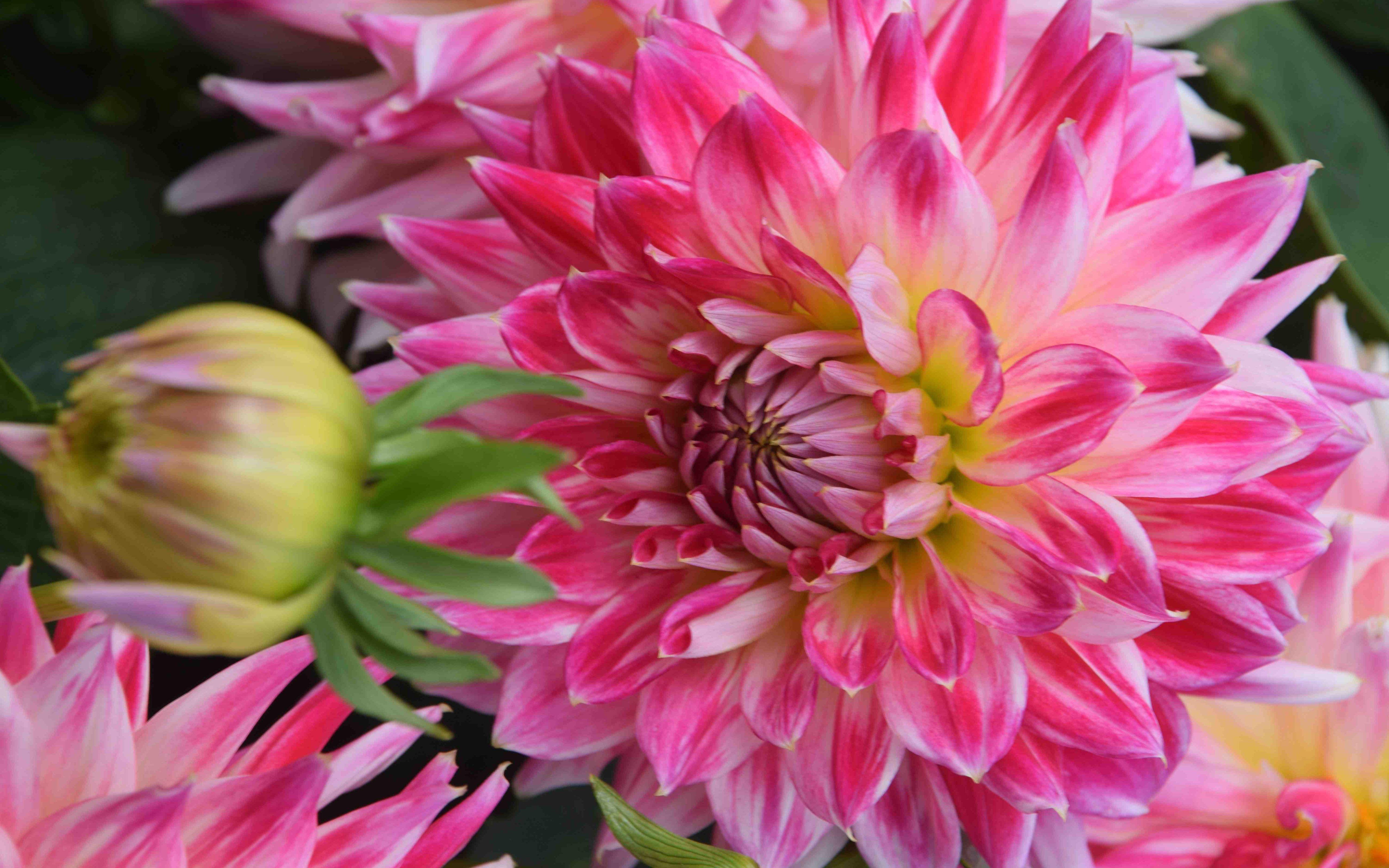 5200x3250 Flower Pink Dahlia Grassy Perennial Plants Ultra HD Wallpaper