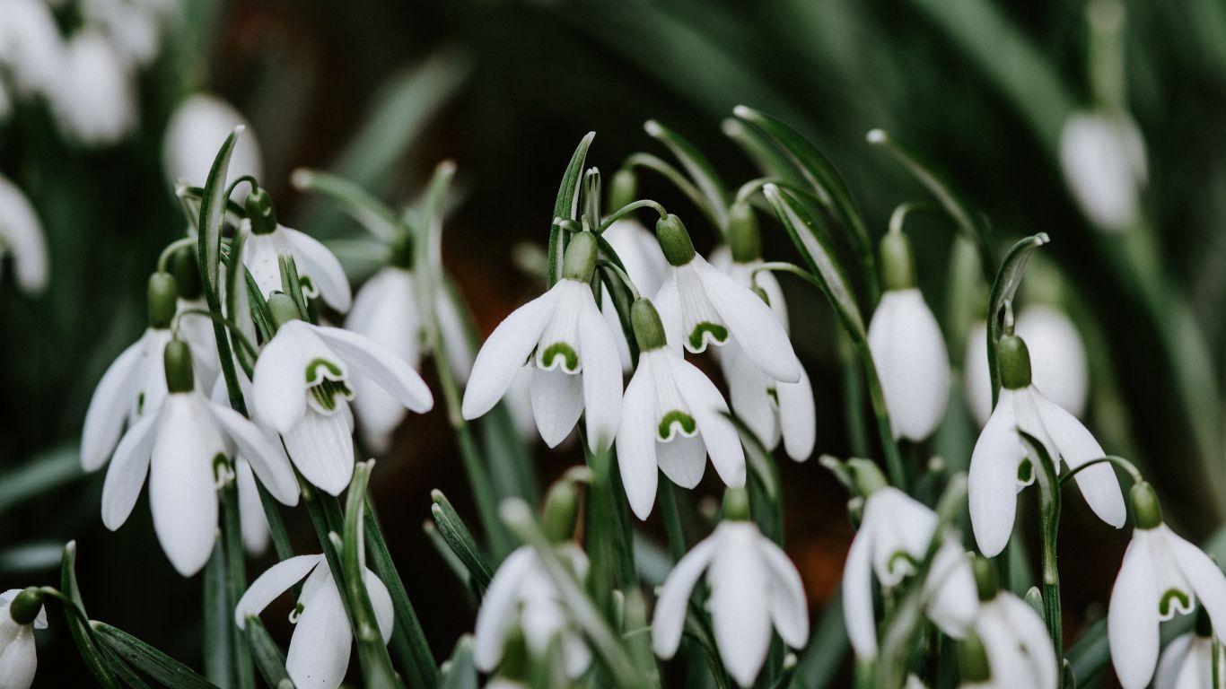 1366x768 Download 1366x768 wallpaper snowdrop, plants, bloom, tablet