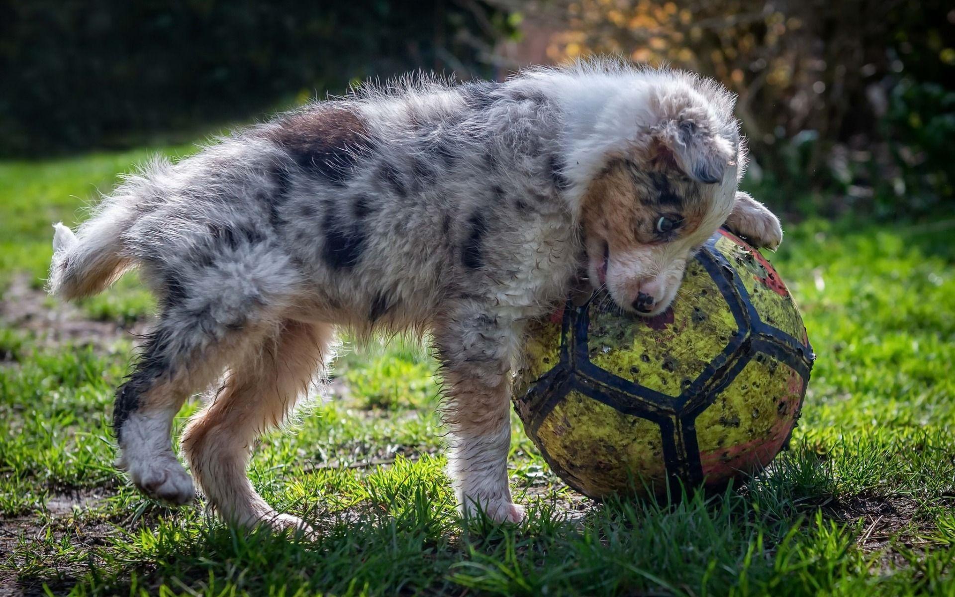 1920x1200 Download wallpaper Australian Shepherd, tired puppy, soccer ball