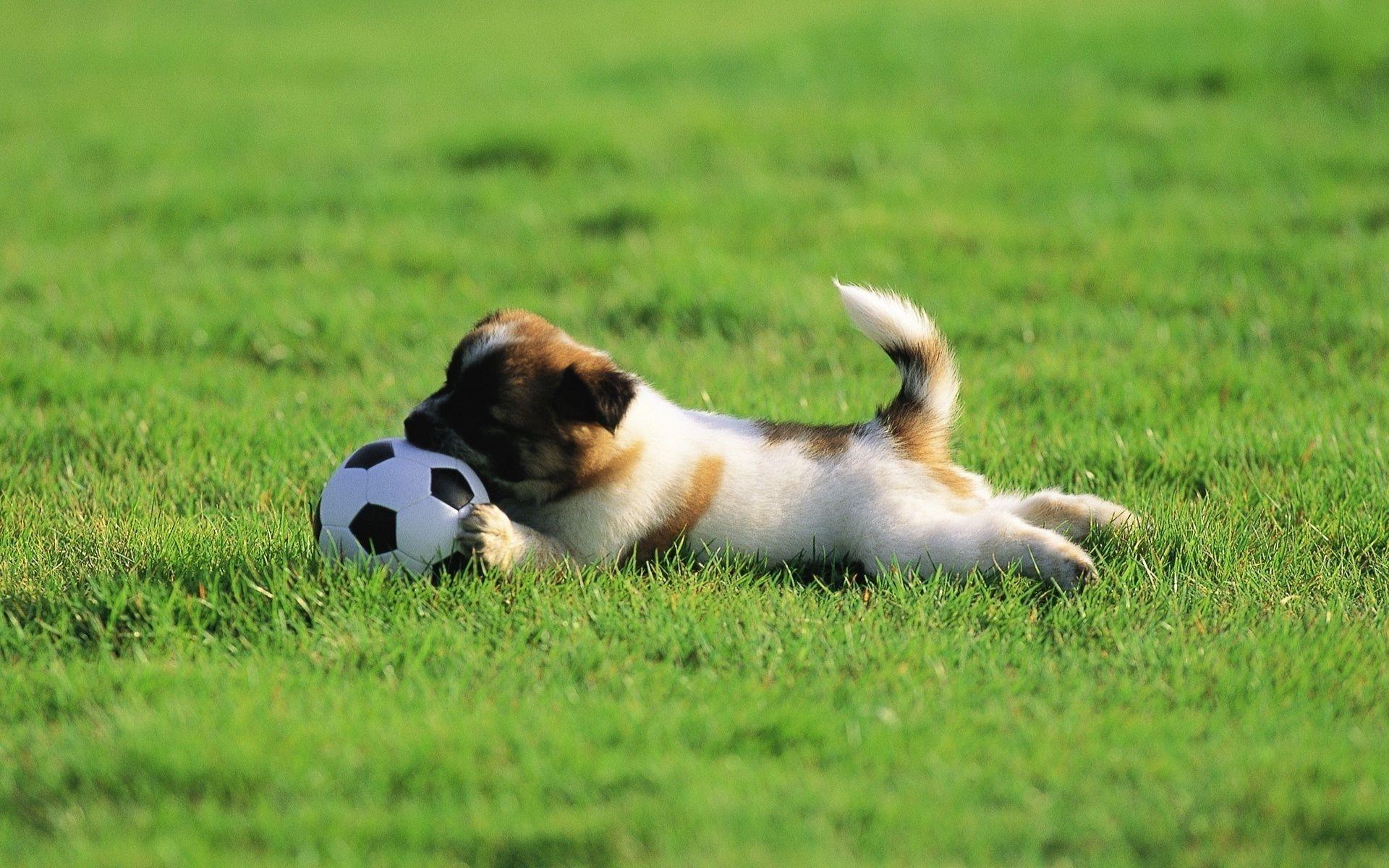 1920x1200 Puppy biting soccer ball