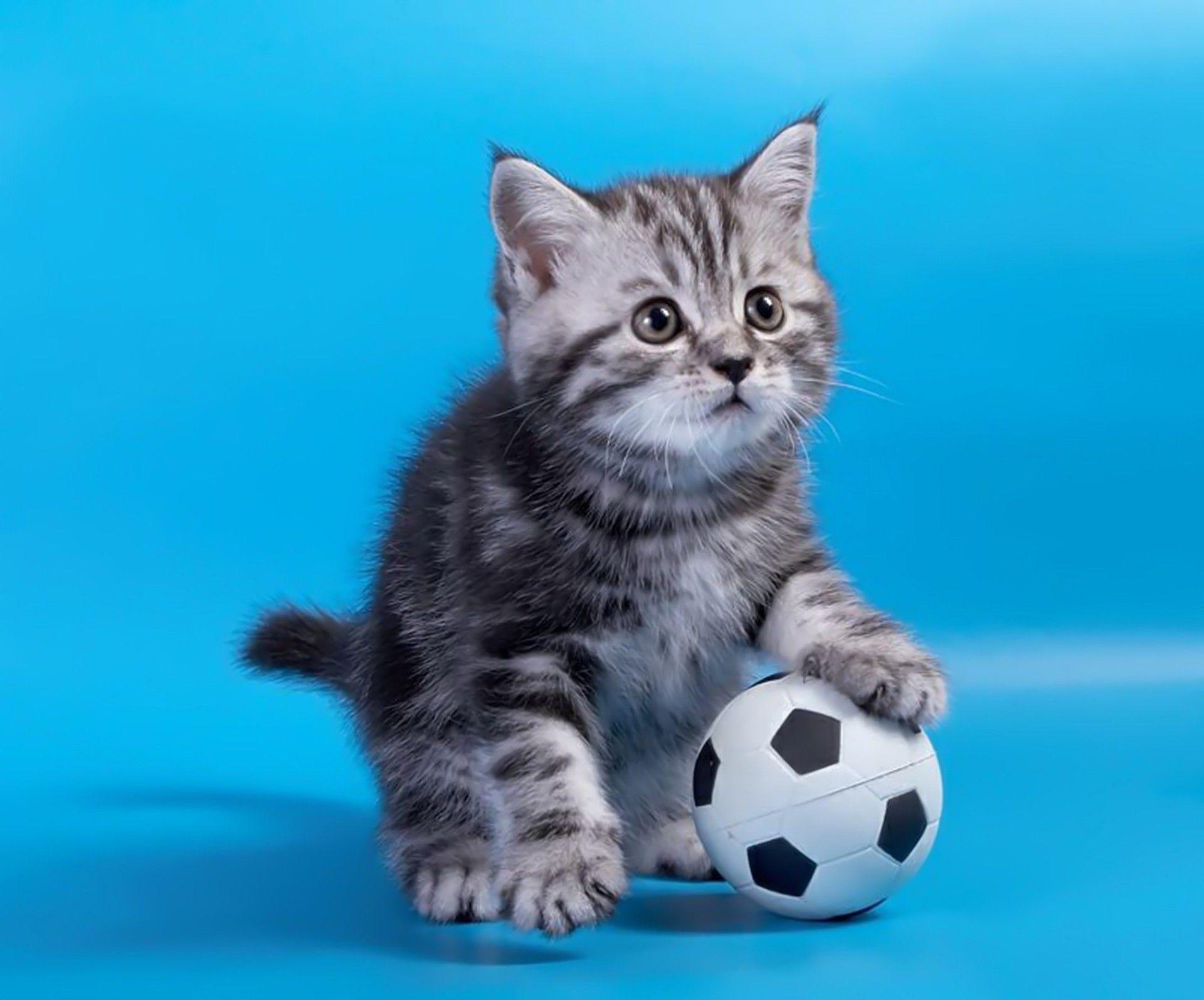 1920x1594 Grey kitten with a soccer ball