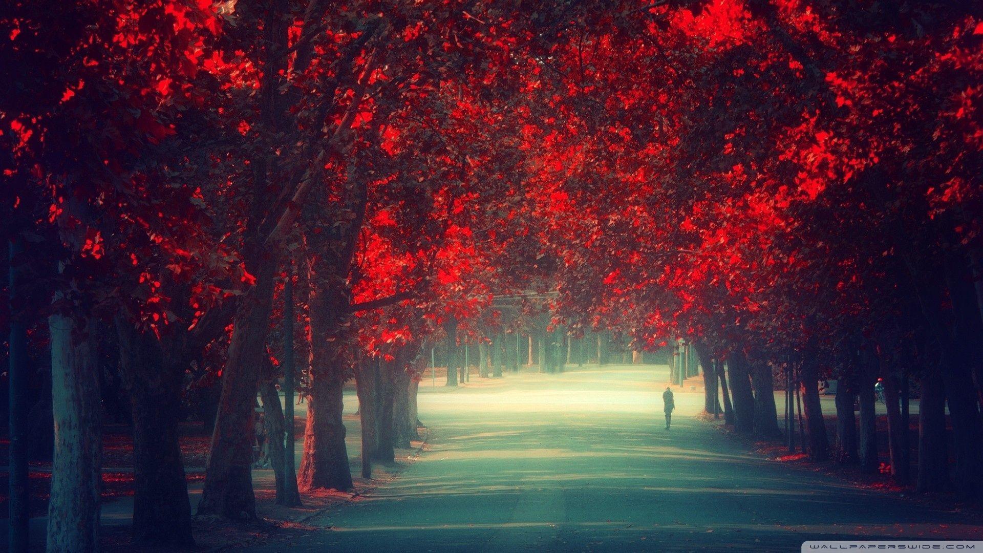 1920x1080 Walking Alone Wallpaper