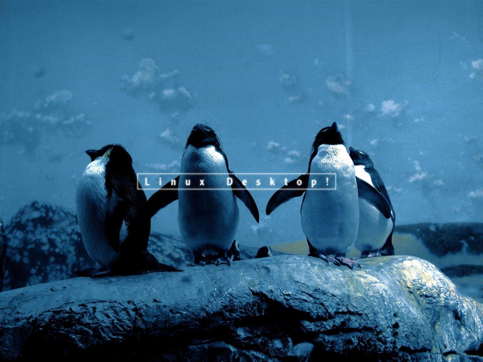 Linux Penguin Wallpapers - Top Free Linux Penguin Backgrounds ...