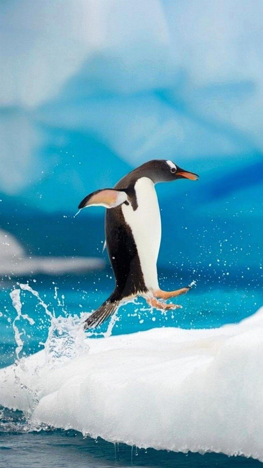 1080x1920 Penguin iPhone 7 Plus Wallpaper iPhone Wallpaper. Penguins
