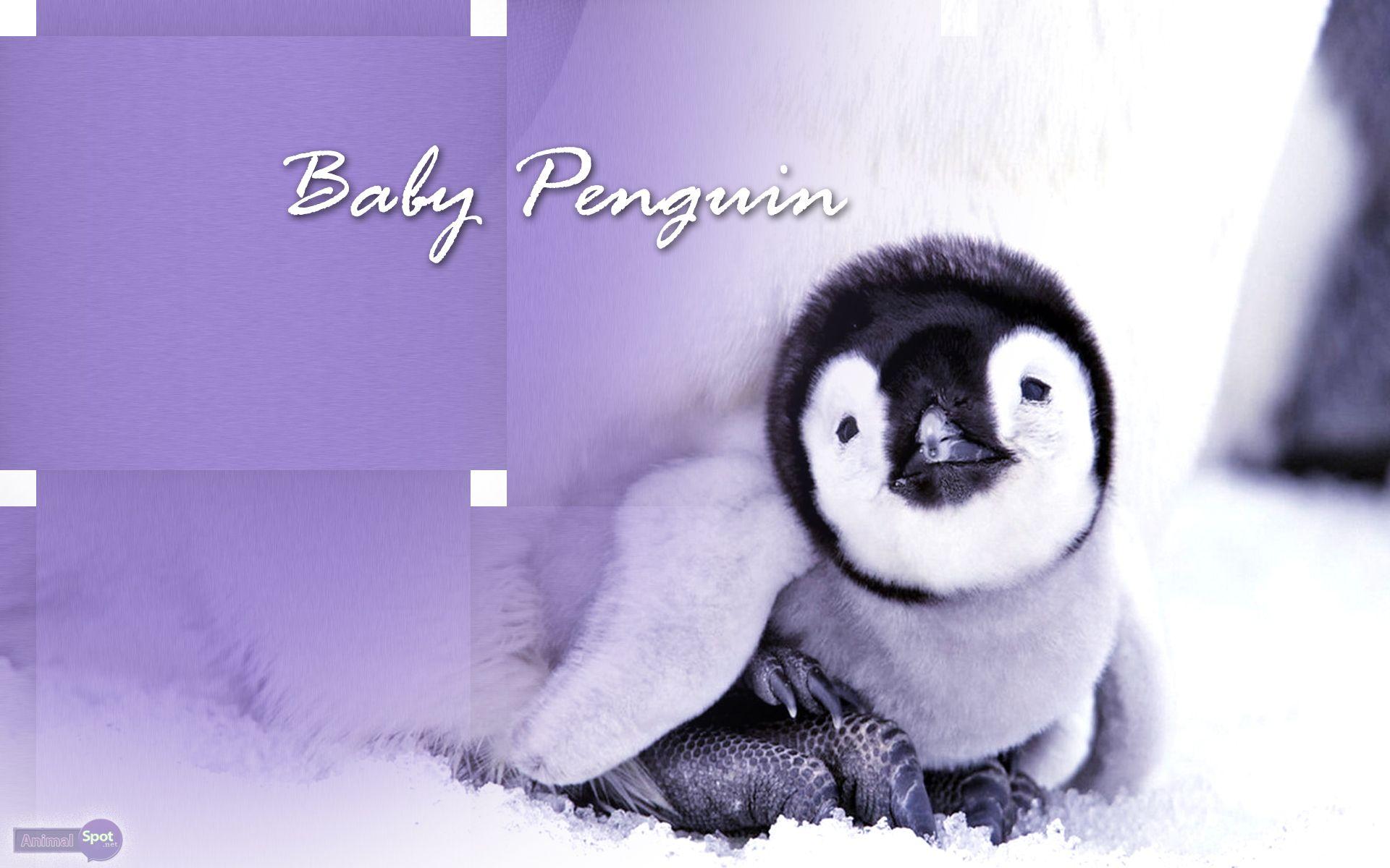 1920x1200 Penguin Wallpaper