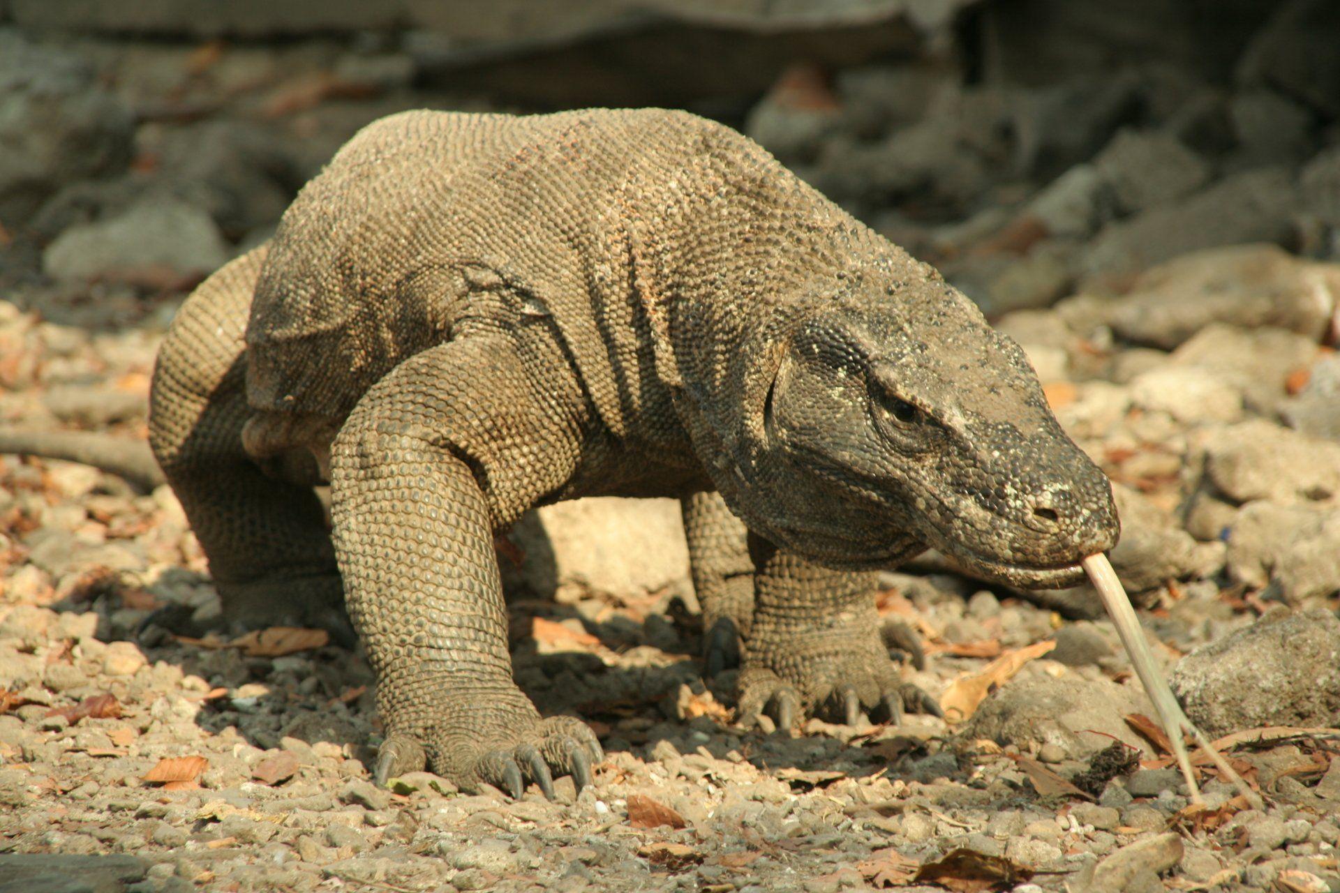 1920x1280 Komodo Dragon HD Wallpaper and Background Image