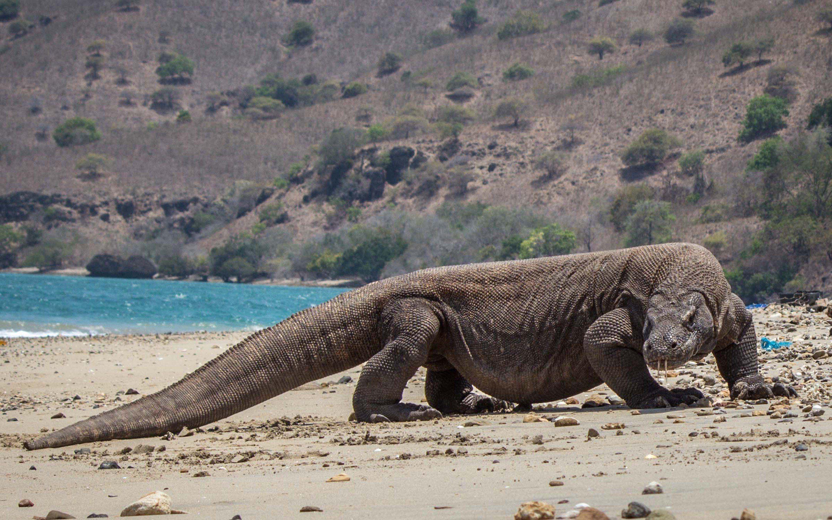 where-is-komodo-national-park-what-are-komodo-dragons-are-they