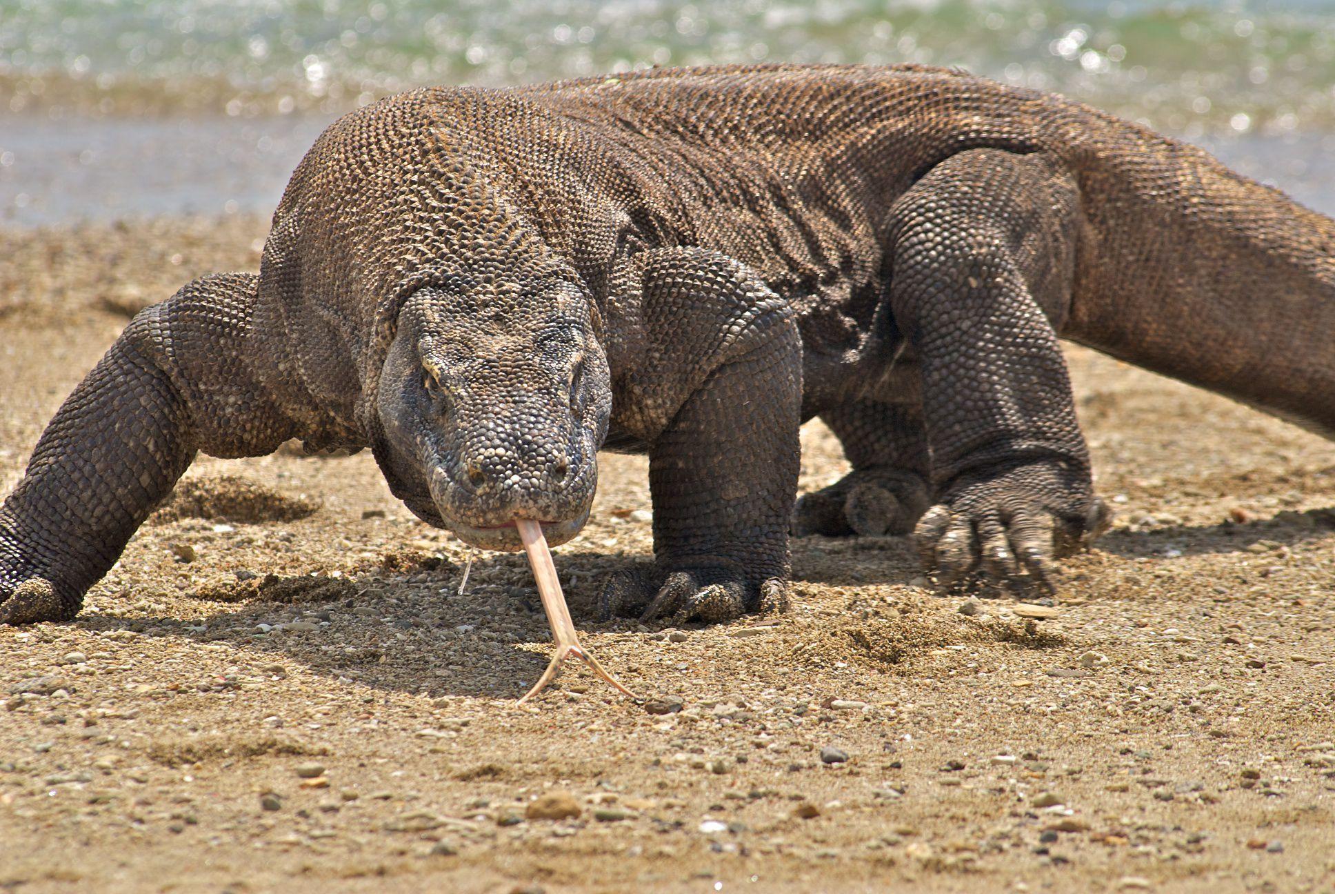 1936x1296 Komodo Dragon Wallpaper And Background