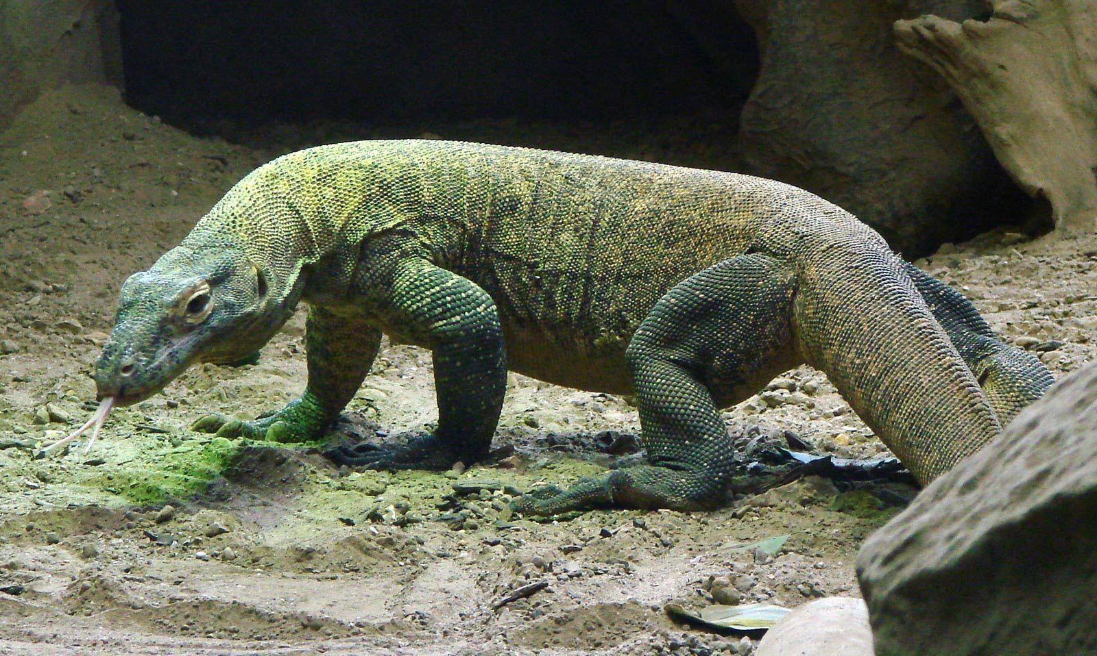 1600x958 Komodo Dragon Wallpaper : Find best latest Komodo Dragon