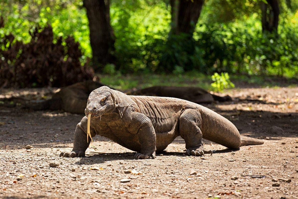 1200x800 Enter the dragon: exploring Komodo National Park's wild