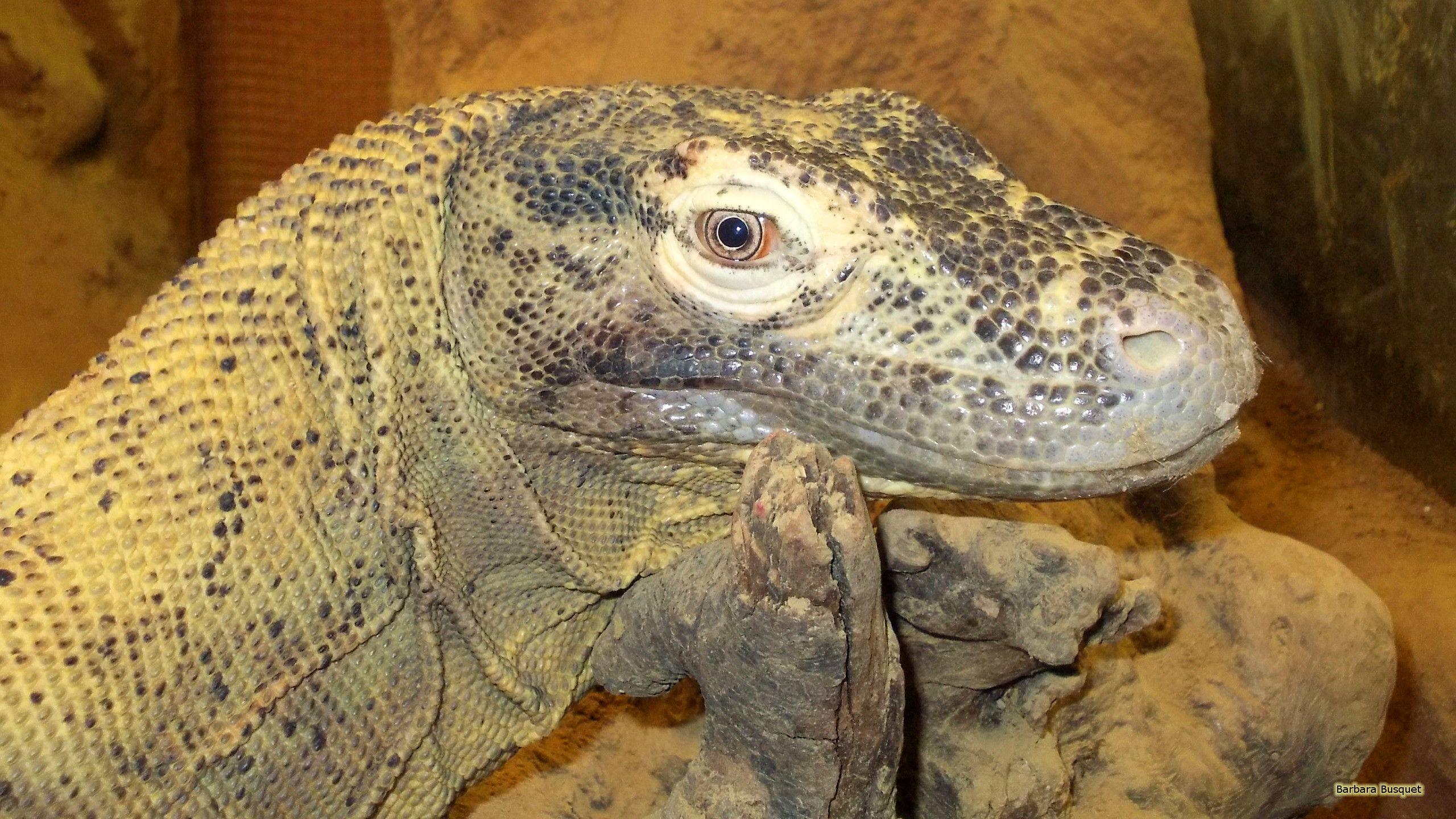 2560x1440 Komodo Dragon HD Wallpaper