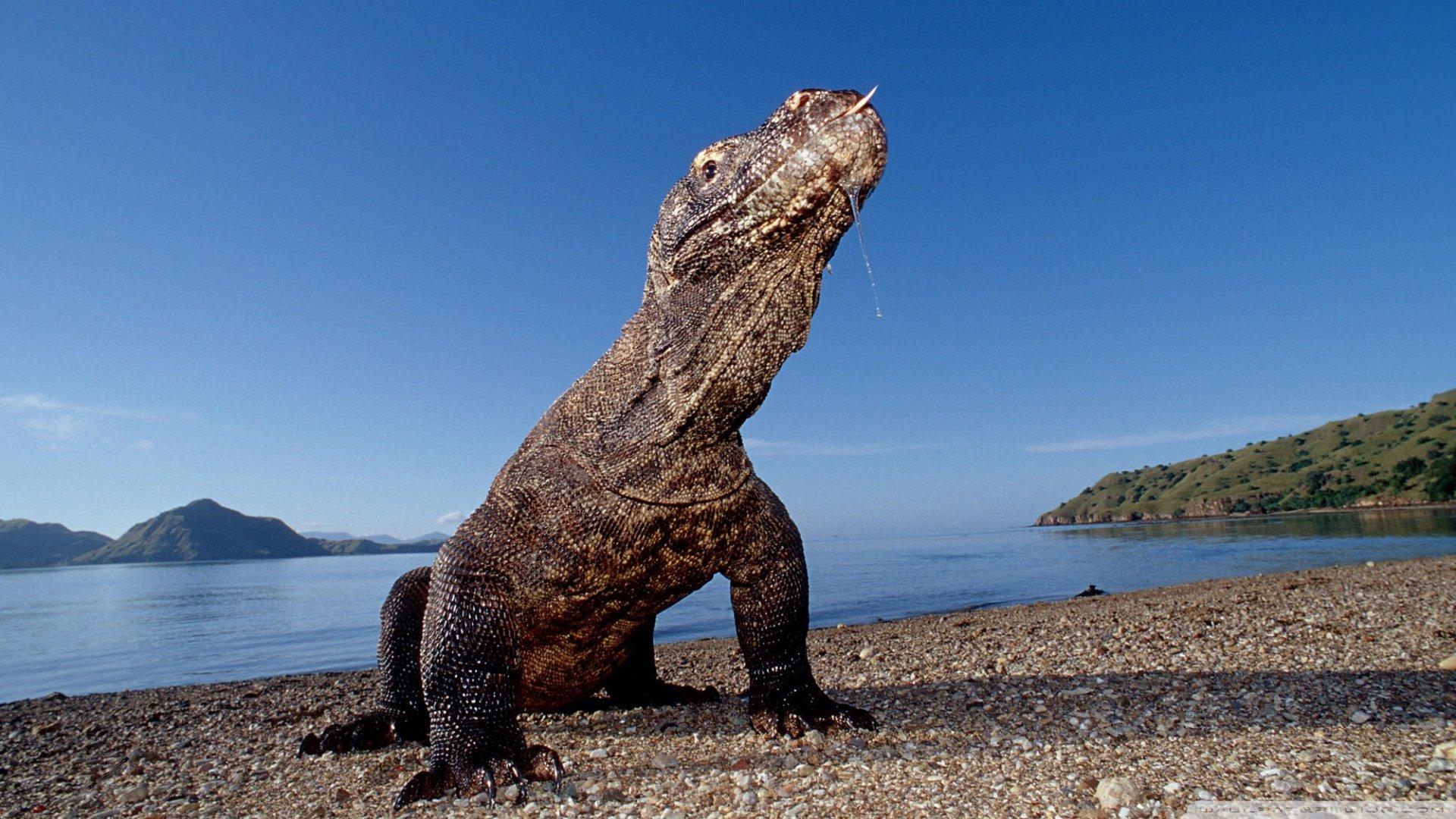 1920x1080 Komodo Dragon wallpaper HD for desktop background
