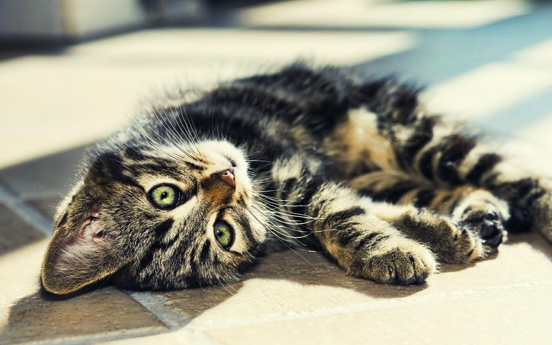 1920x1200 Free Baby Cat Wallpaper 30570 1920x1200px