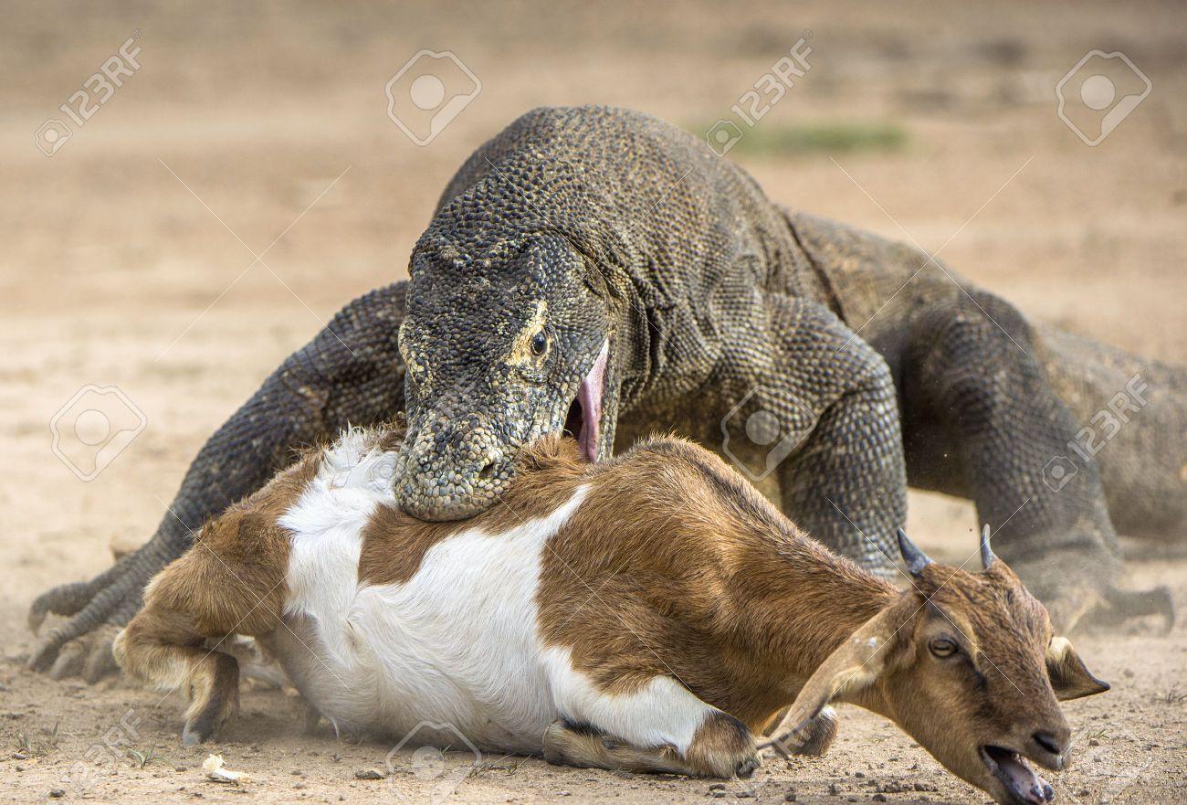 1300x881 Komodo Dragon wallpaper, Animal, HQ Komodo Dragon pictureK