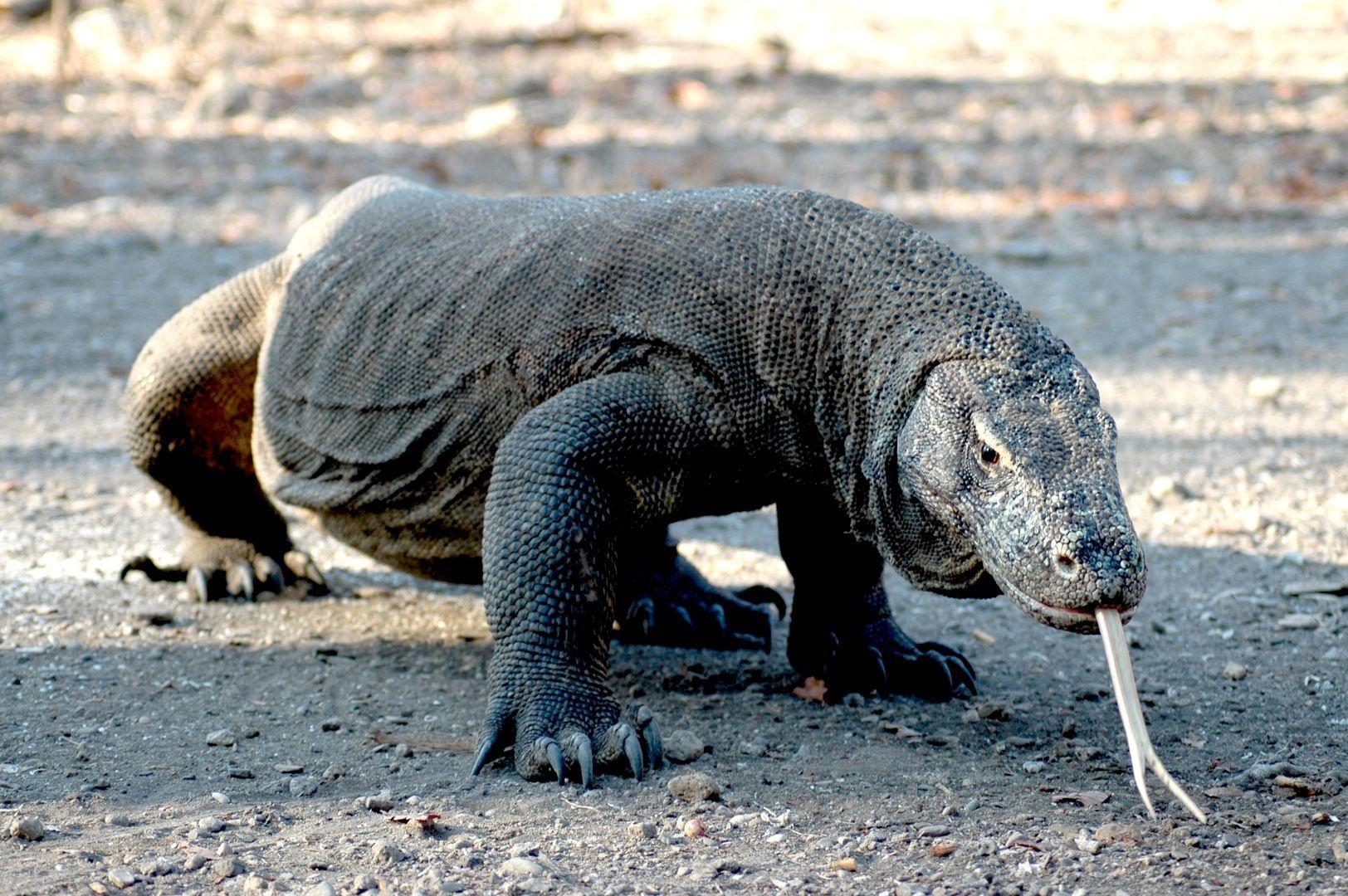 1624x1080 Komodo Dragon Computer Wallpaper 59769 1624x1080px