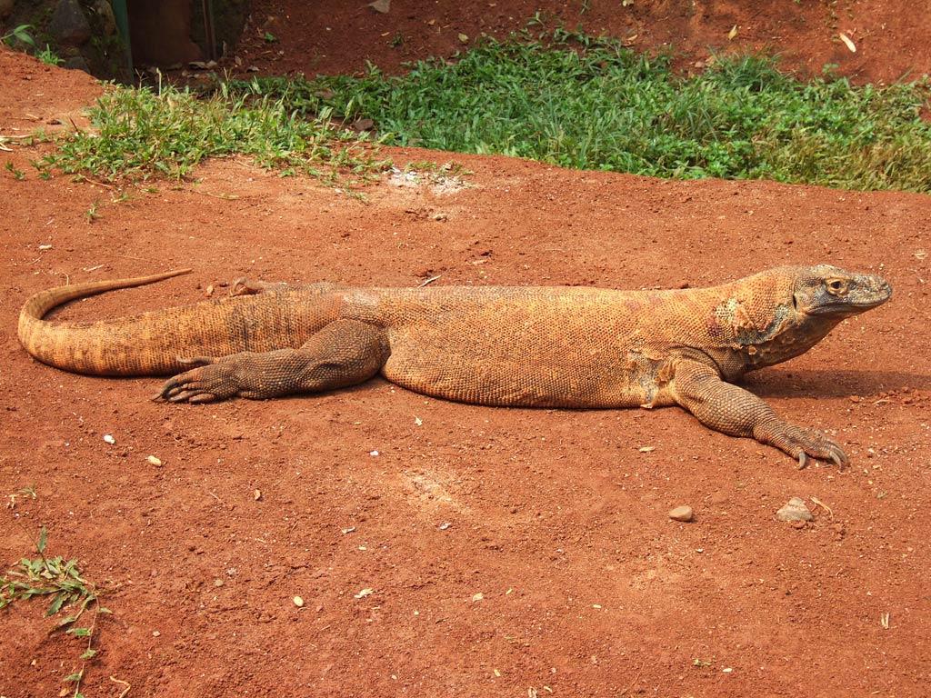 1024x768 Komodo Dragon Wallpaper and Background