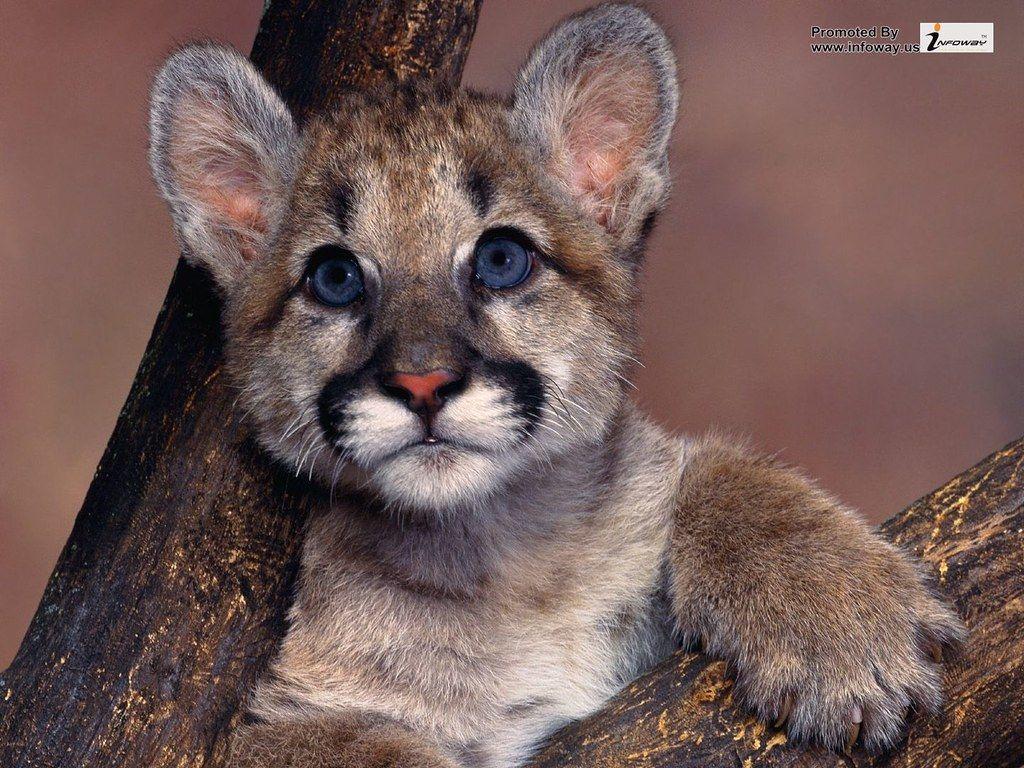 1024x768 cats wallpaper free cute baby cat and background wallpap