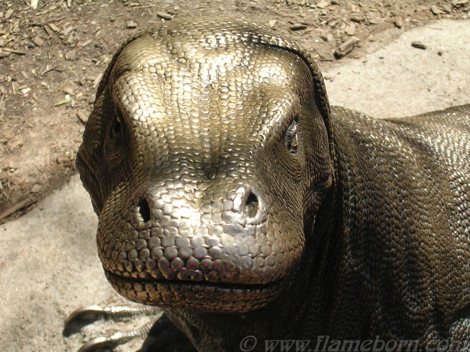 1600x1200 Komodo Dragon Wallpaper