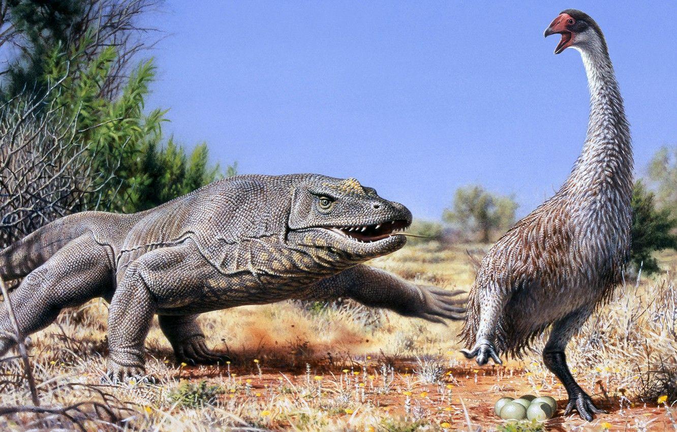 1332x850 Wallpaper Komodo dragon, komoroski Varan, Varanus komodoensis
