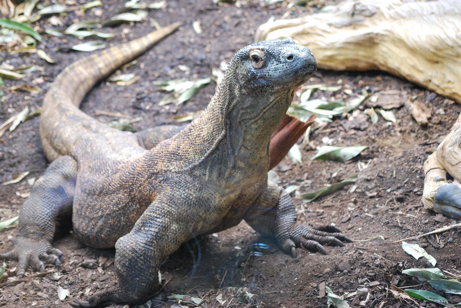 1920x1285 Komodo Dragon Wallpaper HD for Android