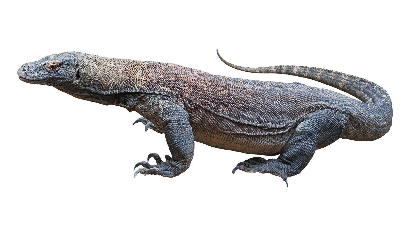 1600x900 Komodo Dragon wallpaper, Animal, HQ Komodo Dragon pictureK