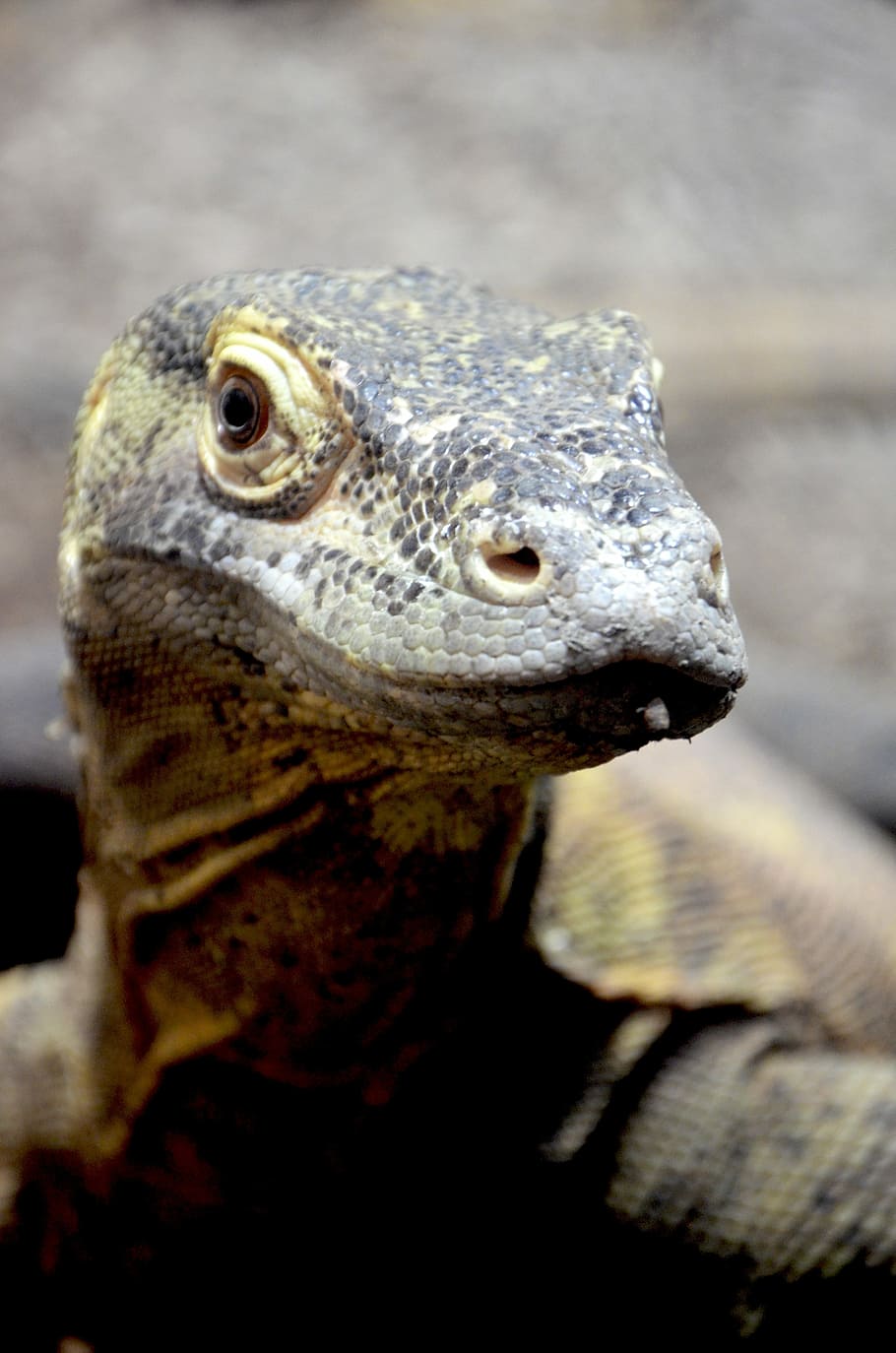 910x1374 HD wallpaper: Komodo Dragon, Dragon, Island, Tongue, island komodo