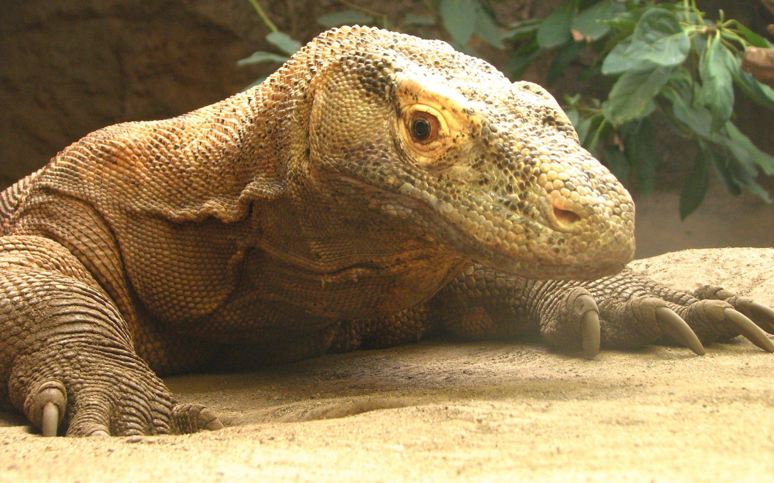 2560x1600 Komodo Dragon wallpaper HD for desktop background
