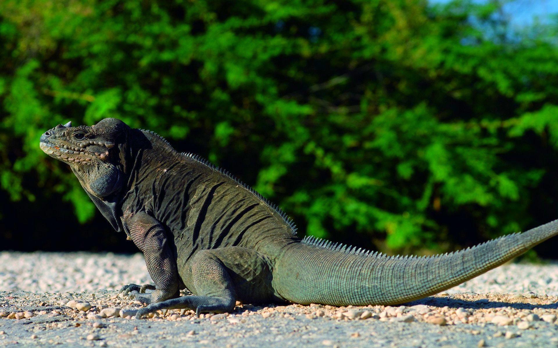 1920x1200 Komodo Dragon Wallpaper