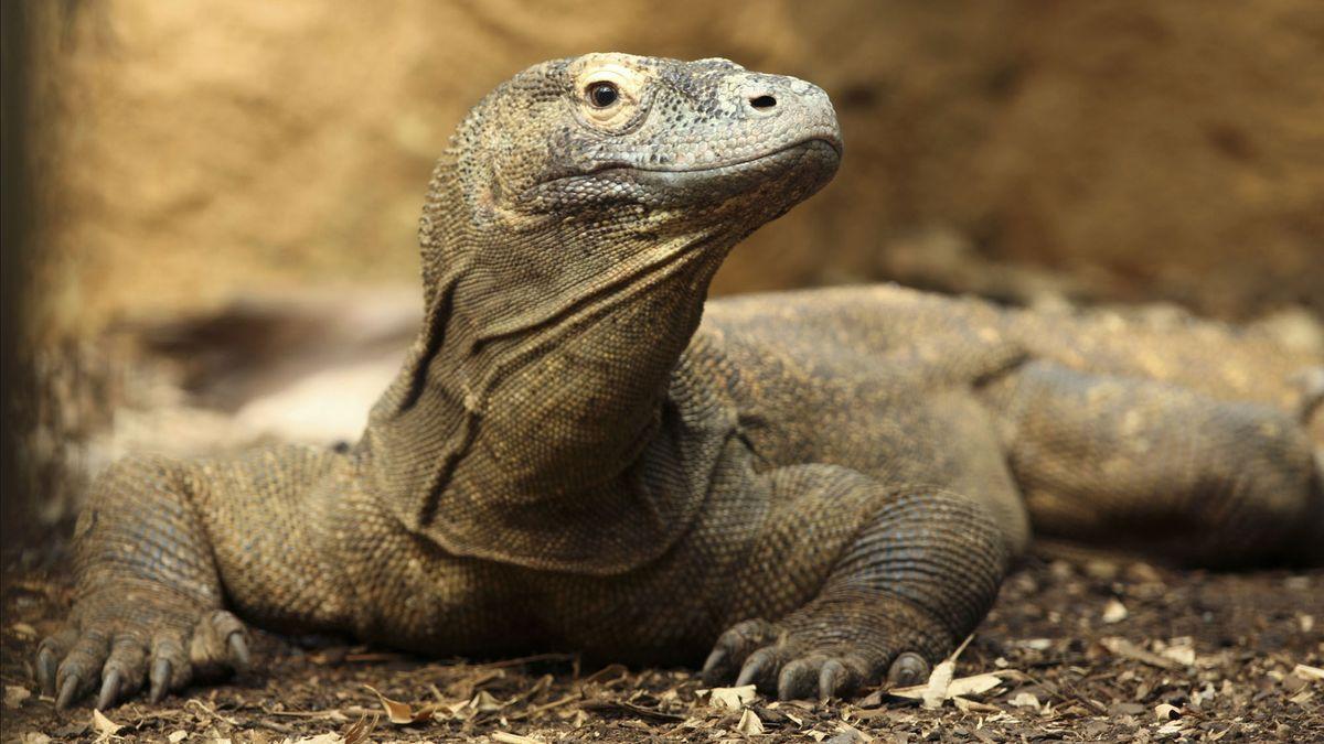 Komodo Dragon Wallpapers - Top Free Komodo Dragon Backgrounds ...